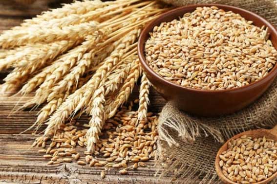 سال آینده با کمبود گندم مواجه می شویم