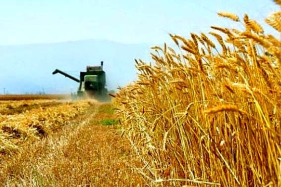 سال طلايی گندم فارس