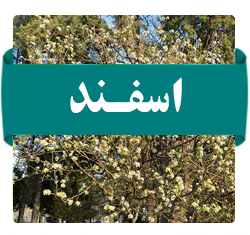 اسفند